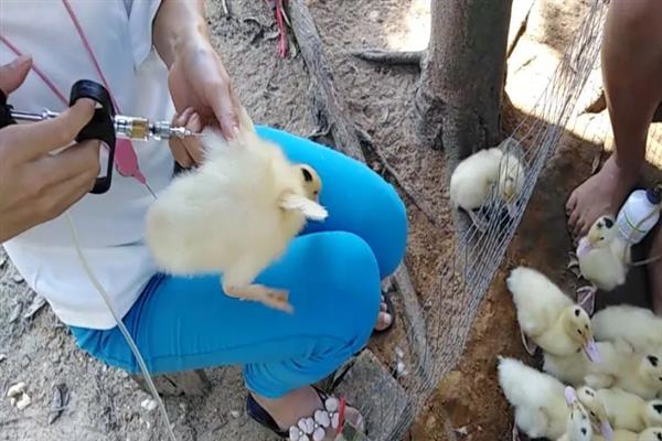 鸭子拉稀水便如何解决，用东方肠康拌料或拌水饲喂