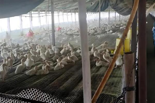 鸭子拉稀水便如何解决，用东方肠康拌料或拌水饲喂