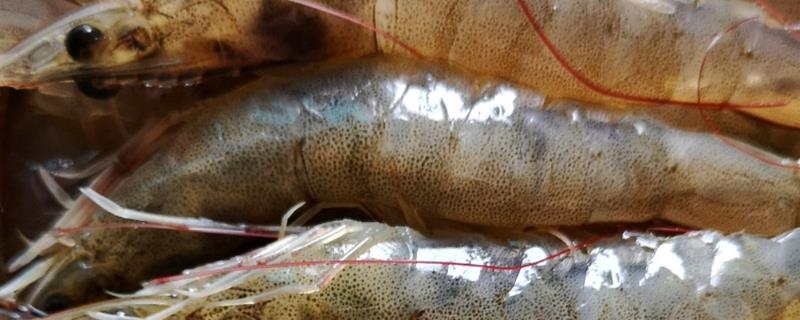 中国对虾的简介，属于对虾科、对虾属甲壳动物