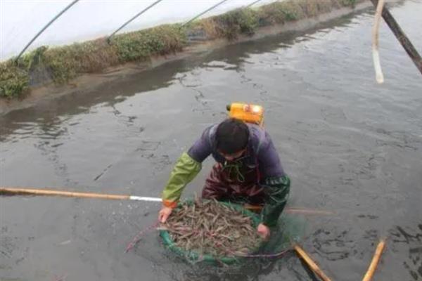中国对虾的简介，属于对虾科、对虾属甲壳动物