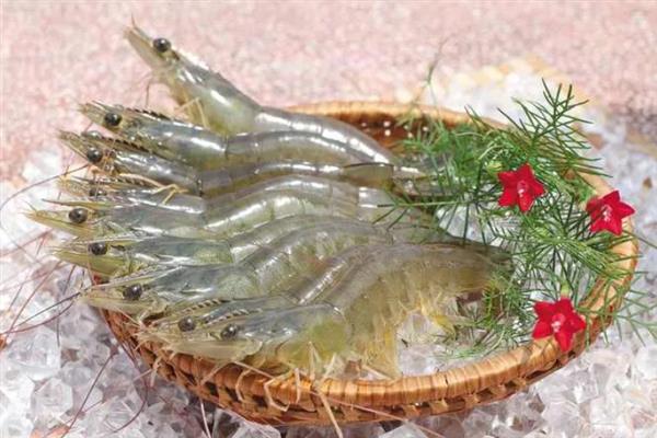 中国对虾的简介，属于对虾科、对虾属甲壳动物