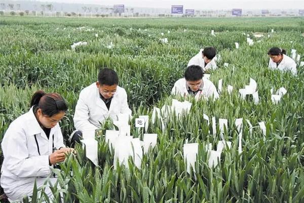 强化农业科技创新与应用的内容，需实施现代种业科技支撑等行动