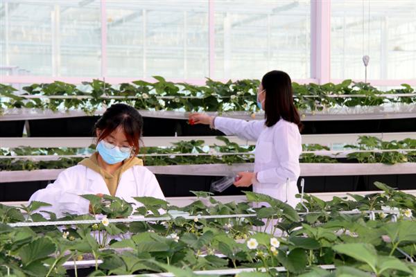 强化农业科技创新与应用的内容，需实施现代种业科技支撑等行动