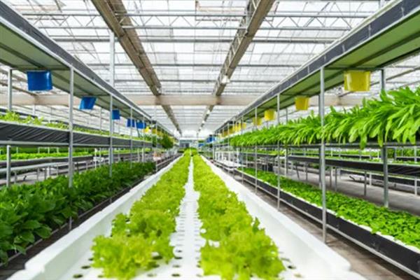 强化农业科技创新与应用的内容，需实施现代种业科技支撑等行动