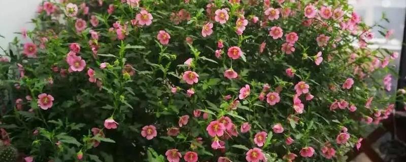 冬天木槿花会不会落叶，木槿花冬天落叶