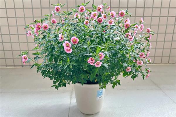 冬天木槿花会不会落叶，木槿花冬天落叶