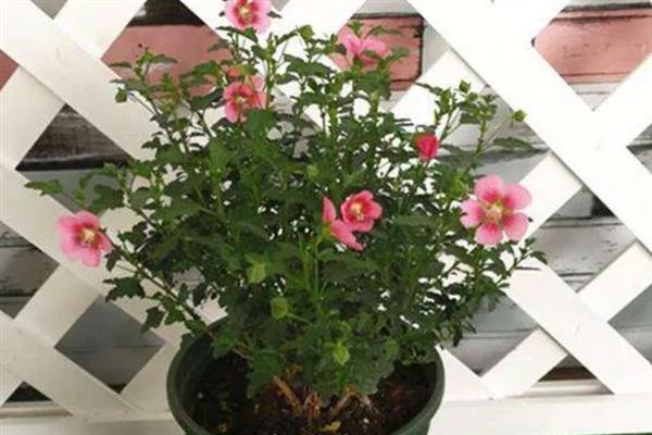 冬天木槿花会不会落叶，木槿花冬天落叶