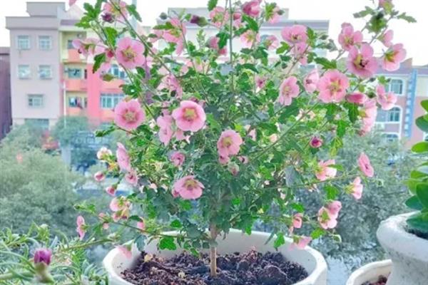 冬天木槿花会不会落叶，木槿花冬天落叶