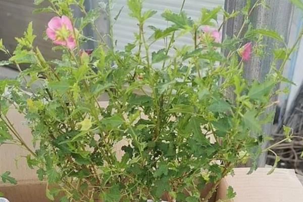冬天木槿花会不会落叶，木槿花冬天落叶