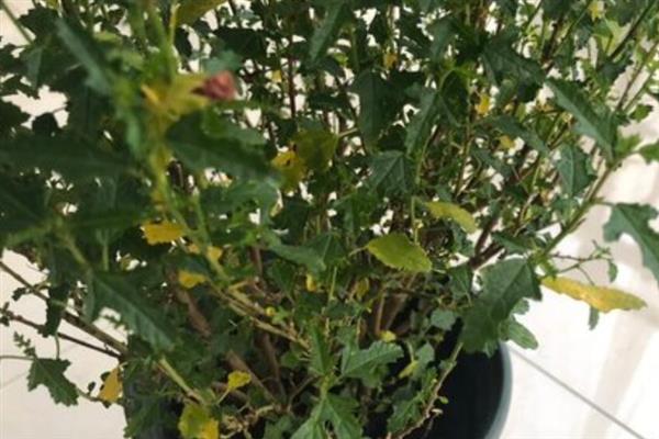 冬天木槿花会不会落叶，木槿花冬天落叶
