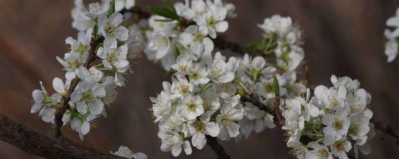 李树花期打什么药，花期尽量不要打药