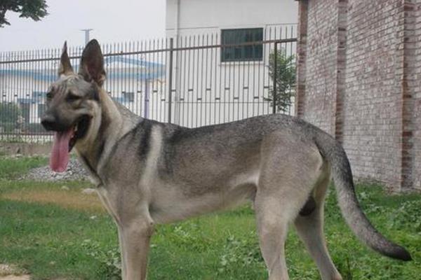 狼青犬不常见的原因，可控性差、攻击性强等缺点限制了饲养