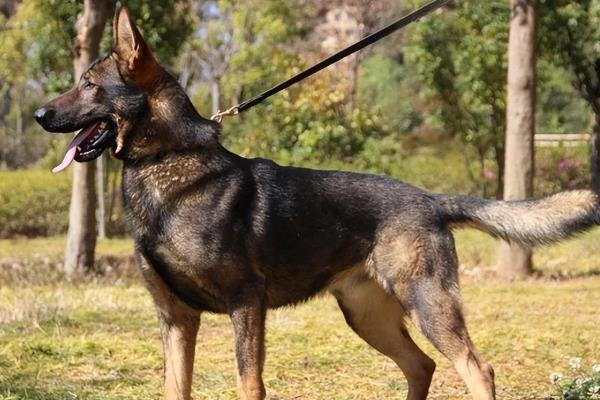 狼青犬不常见的原因，可控性差、攻击性强等缺点限制了饲养