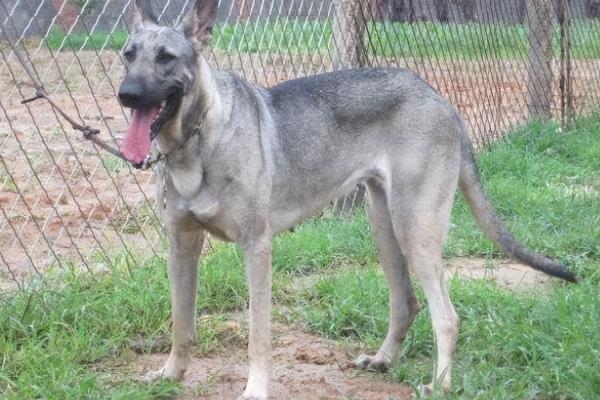 狼青犬不常见的原因，可控性差、攻击性强等缺点限制了饲养