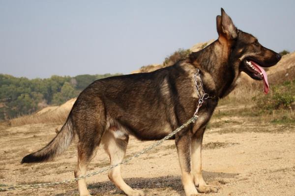 狼青犬不常见的原因，可控性差、攻击性强等缺点限制了饲养