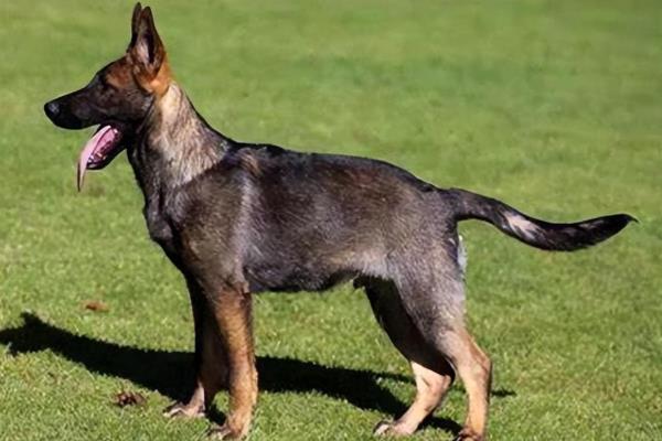 狼青犬不常见的原因，可控性差、攻击性强等缺点限制了饲养