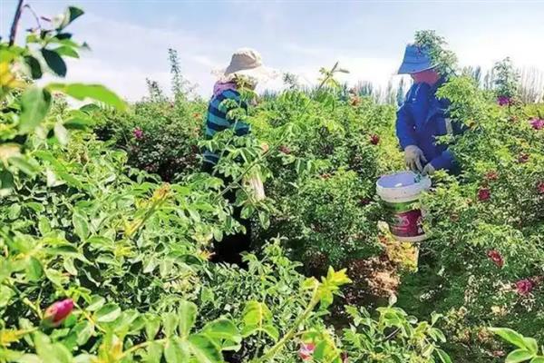 荷兰豆秋季可以种植吗，荷兰豆可以秋季种植