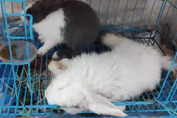 兔子四肢抽搐的原因，可能是感染了球虫病或低血糖所致
