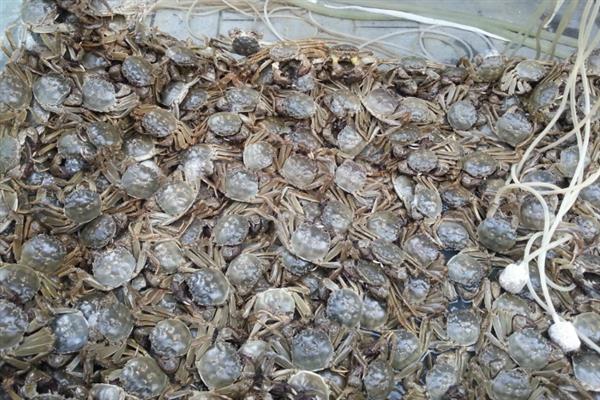 大闸蟹是什么地方特产，是江苏省、湖北省等地的特产