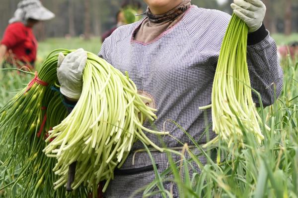 蒜苔能不能用冰箱保存，保鲜层的温度以2-4℃为宜