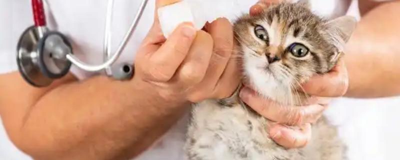 给猫咪饲喂鱼油的好处，可以有效改善猫咪的免疫系统