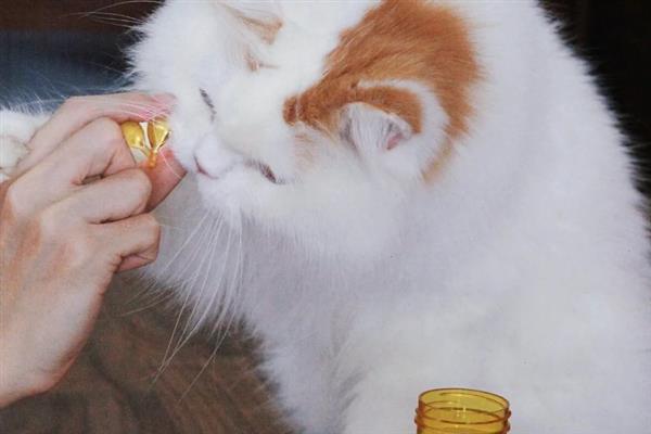 给猫咪饲喂鱼油的好处，可以有效改善猫咪的免疫系统