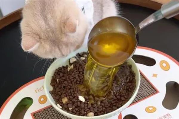 给猫咪饲喂鱼油的好处，可以有效改善猫咪的免疫系统