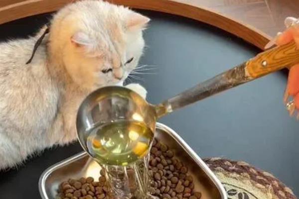 给猫咪饲喂鱼油的好处，可以有效改善猫咪的免疫系统