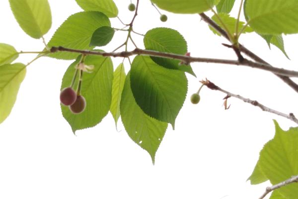 樱花树会不会结樱桃，可以结果但并非樱桃
