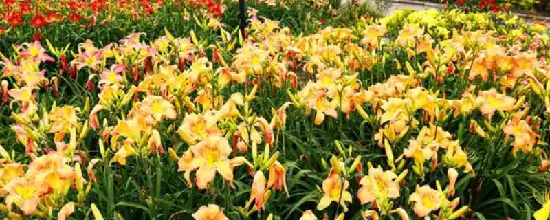 萱草怎么施肥，可以先施基肥