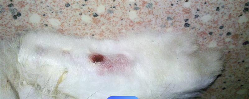 兔子患上脚皮炎怎么护理,每天要对笼舍的垫脚板进行消毒