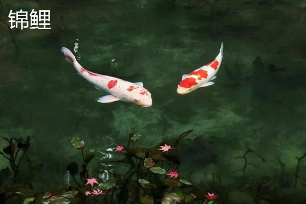 锦鲤和草鲤的区别，外观和作用均不同