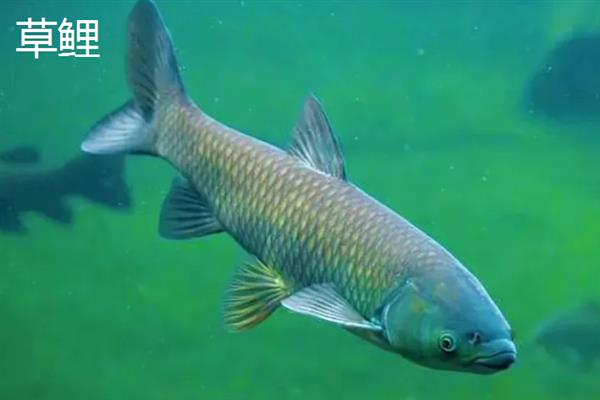 锦鲤和草鲤的区别，外观和作用均不同