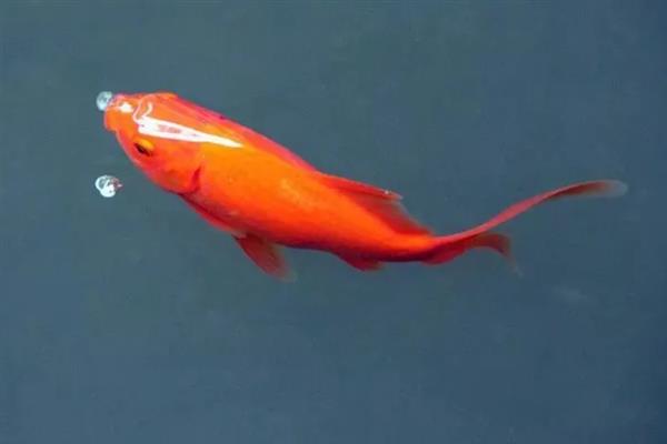 锦鲤和草鲤的区别，外观和作用均不同