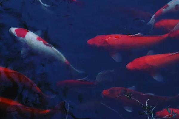 锦鲤和草鲤的区别，外观和作用均不同