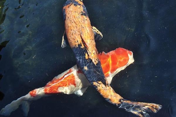 锦鲤和草鲤的区别，外观和作用均不同