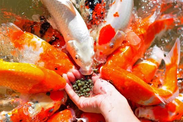 锦鲤和草鲤的区别，外观和作用均不同