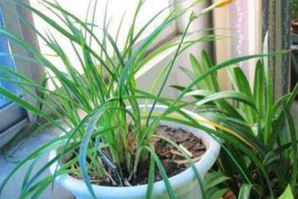 萱草怎么施肥，可以先施基肥