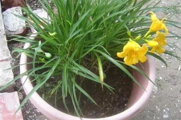 萱草怎么施肥，可以先施基肥