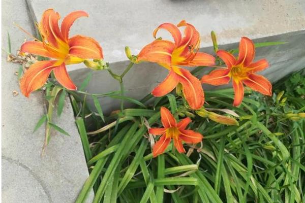 萱草怎么施肥，可以先施基肥