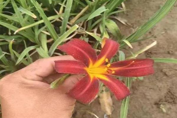 萱草怎么施肥，可以先施基肥