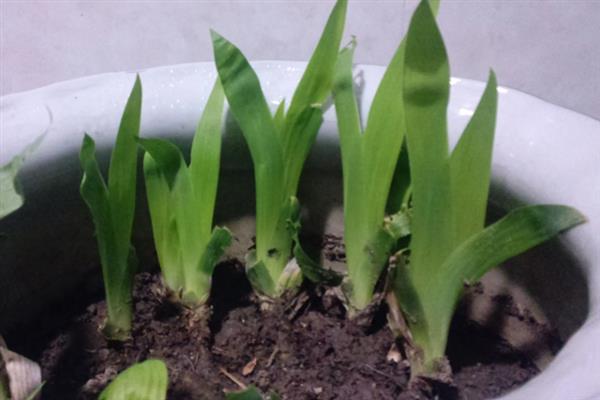 萱草怎么施肥，可以先施基肥