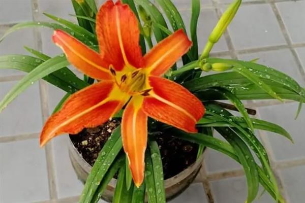 萱草怎么施肥，可以先施基肥