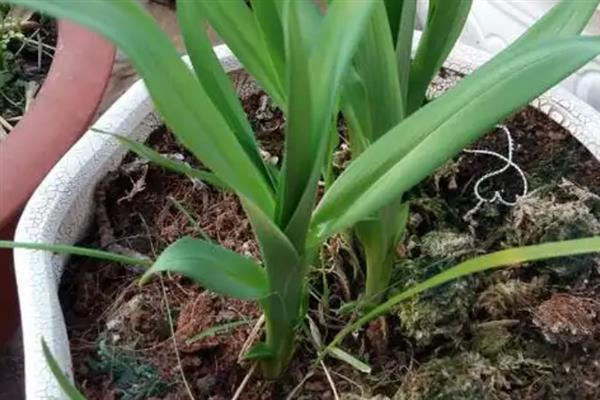 萱草怎么施肥，可以先施基肥