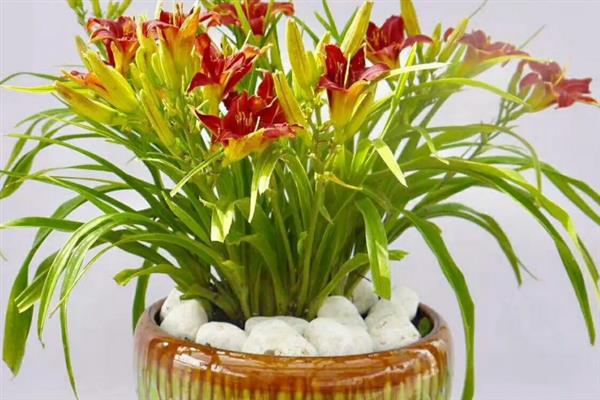 萱草怎么施肥，可以先施基肥