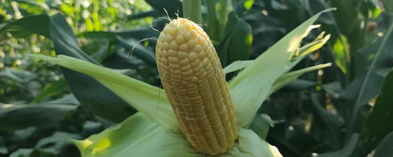选择春玉米种的方法，抗病抗倒伏、生育期适宜的品种适合使用