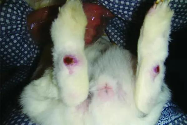 兔子患上脚皮炎怎么护理,每天要对笼舍的垫脚板进行消毒