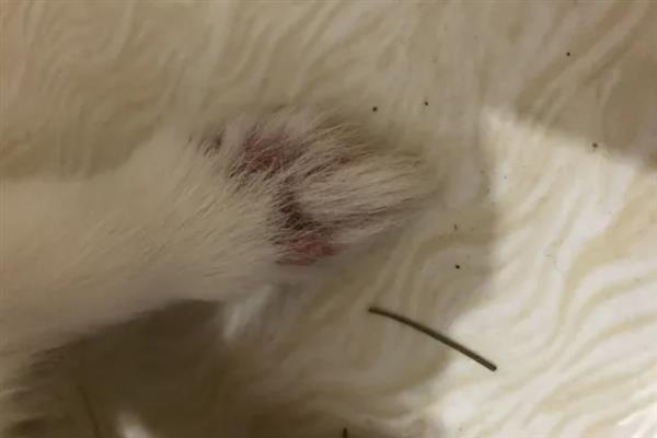 兔子患上脚皮炎怎么护理,每天要对笼舍的垫脚板进行消毒