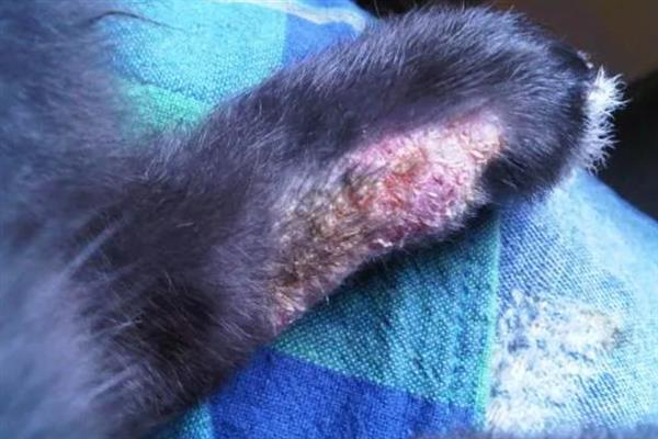 兔子患上脚皮炎怎么护理,每天要对笼舍的垫脚板进行消毒