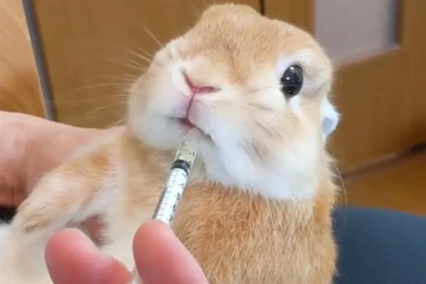 兔子患上脚皮炎怎么护理,每天要对笼舍的垫脚板进行消毒